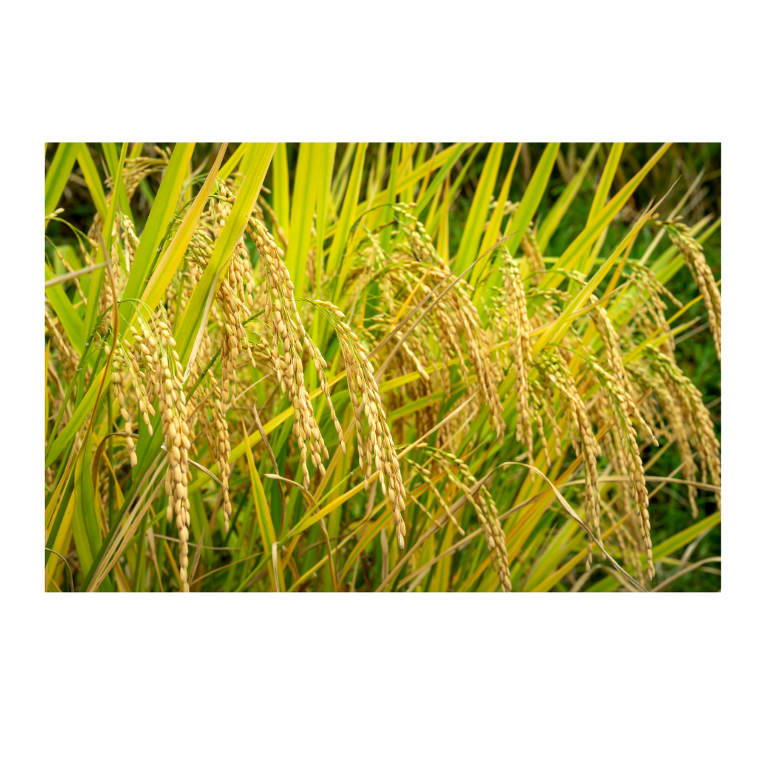 Organic Basmati Rice - Image 4